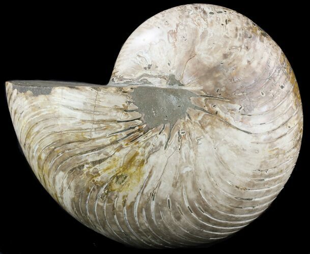 Huge, Polished Nautilus Fossil - Madagascar #51854